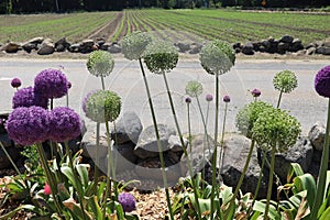 beautiful purple gladiator alliums in a garden 