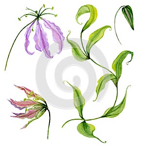 Beautiful purple gloriosa flower flame lily on a stem. Floral set flowers, leaves on climbing twig, bud.