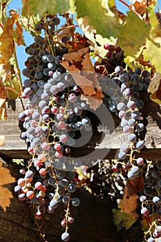 Beautiful purple grapes from original stock growing on a trellis at the Mission San Antonio de Padua, Jolon, CA.