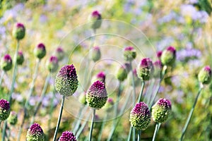 Beautiful purple green blooming round-headed garlic flower, allium sphaerocephalon on blurred summer meadow background