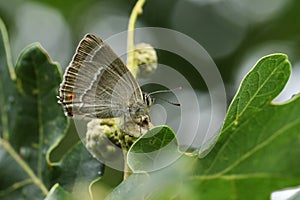 A beautiful Purple Hairstreak Butterfly, Favonius quercus, perched on an Acorn and feeding on the honeydew. photo