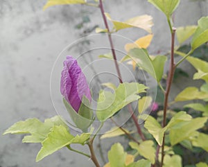 Beautiful purple hibiscus flower blooming in branch, green leaf plant growing in garden, nature photography, gardening background