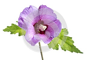 Beautiful purple hibiscus flower with green leaves on white background