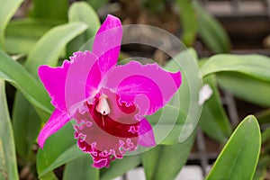 Beautiful purple  hybrid cattleya orchid