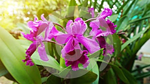 Beautiful purple hybrid cattleya orchid with sun beam effect