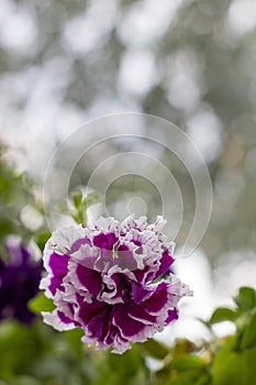 Beautiful purple hybrid petunia on blurred background, with copy space. Vertical photo. terry petunia lilac with white