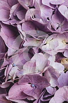 Beautiful purple hydrangea flowers in bloom. Floral texture for background