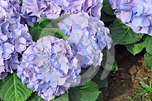 Beautiful purple hydrangea flowers blooming in the garden