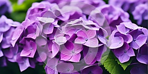 Beautiful purple hydrangea flowers . flowers pedals low aperture macro shot