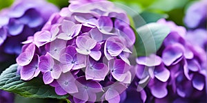 Beautiful purple hydrangea flowers . flowers pedals low aperture macro shot