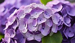 Beautiful purple hydrangea flowers . flowers pedals low aperture macro shot