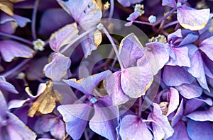 Beautiful purple hydrangea in a rainy day. Flower in bloom