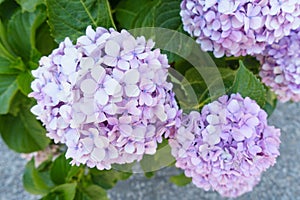 Beautiful purple hydrangeas bloomed