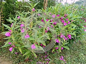 Beautiful Purple Impatiens balsamina Flowers on Plant photo