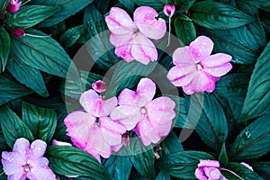 Beautiful purple Impatiens walleriana or Busy Lizzy blossom photo