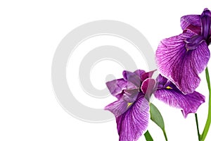 Beautiful purple iris