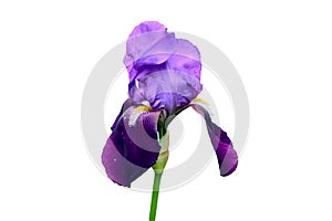 Beautiful purple Iris flower isolated on white