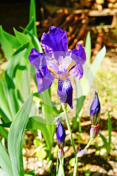 Beautiful purple iris flower. Summer flower.