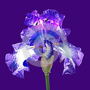 Beautiful Purple Iris Flower at Woodward Park, Tulsa