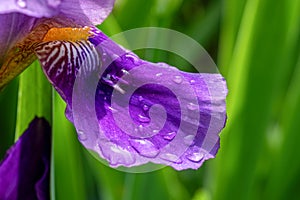 Beautiful purple iris petals with raindrops