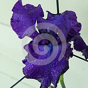 Beautiful Purple Iris with Water Droplets 1