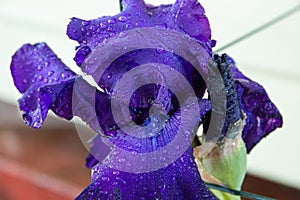 Beautiful Purple Iris with Water Droplets 3