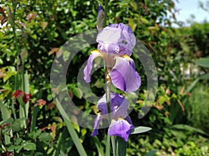 Beautiful purple iris with a white middle. Curved graceful bright flower petals. Green blurred background. Breeding