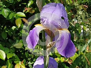 Beautiful purple iris with a white middle. Curved graceful bright flower petals. Green blurred background. Breeding