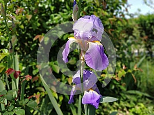 Beautiful purple iris with a white middle. Curved graceful bright flower petals. Green blurred background. Breeding grade of iris