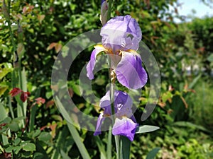 Beautiful purple iris with a white middle. Curved graceful bright flower petals. Green blurred background. Breeding grade of iris