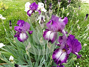 Beautiful purple iris with a white middle. Curved graceful bright flower petals. Green blurred background. Breeding grade of iris