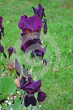 Beautiful purple irises.