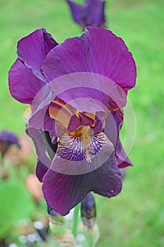 Beautiful purple irises.