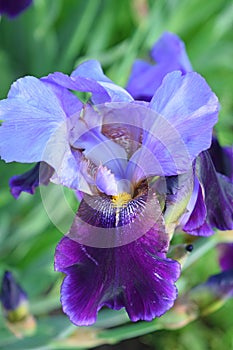 Beautiful purple irises.