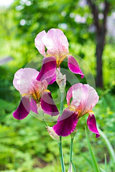 Beautiful purple irises flowers on a green natural background close up.