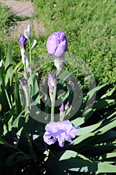 Beautiful purple irises flowers with lush greenery