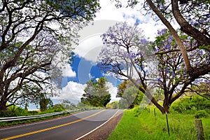 Beautiful purple jacaranda trees flowering along the roads of Maui island, Hawaii