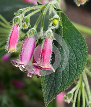 Beautiful purple Kohleria EW Grape Juice flowers