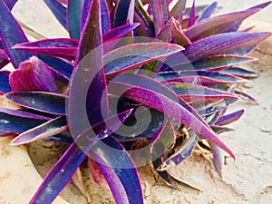 Beautiful purple lants in pot