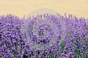 Beautiful purple lavender on field.