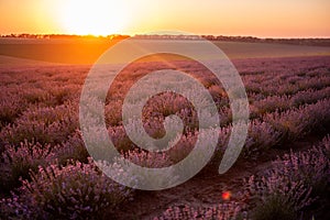 Beautiful purple lavender field at sunset. Bushes grow in even rows, going diagonally beyond horizon