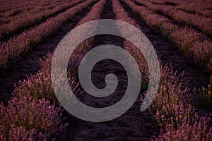 Beautiful purple lavender field at sunset. Bushes grow in even rows, going diagonally beyond horizon