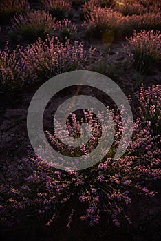 Beautiful purple lavender field at sunset. Bushes grow in even rows, going diagonally beyond horizon