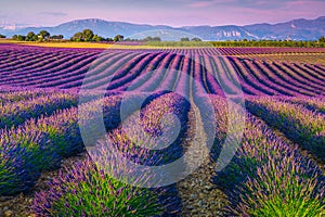 Beautiful purple lavender fields in Provence region, Valensole, France, Europe