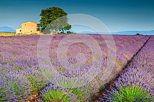 Beautiful purple lavender fields in Provence region, Valensole, France, Europe