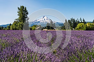 Beautiful Purple Lavender Fields and Snowcapped Mt Hood in the Pacific Northwest. photo