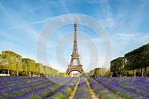 Beautiful purple lavender filed with Eiffel tower in background