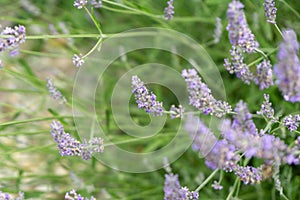 Beautiful purple Lavender flower in the garden or nature.