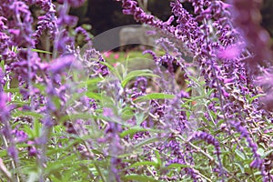 Beautiful purple lavenders tropical flower with vintage style background