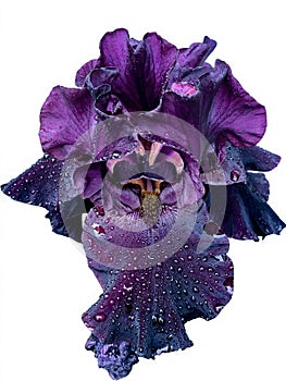 Beautiful purple lilac iris flower close-up on a white background. Isolate